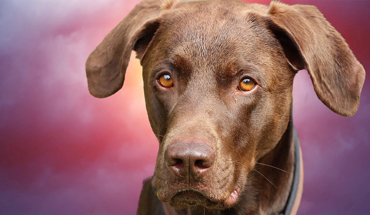 The Energetic Spirit of the Vizsla